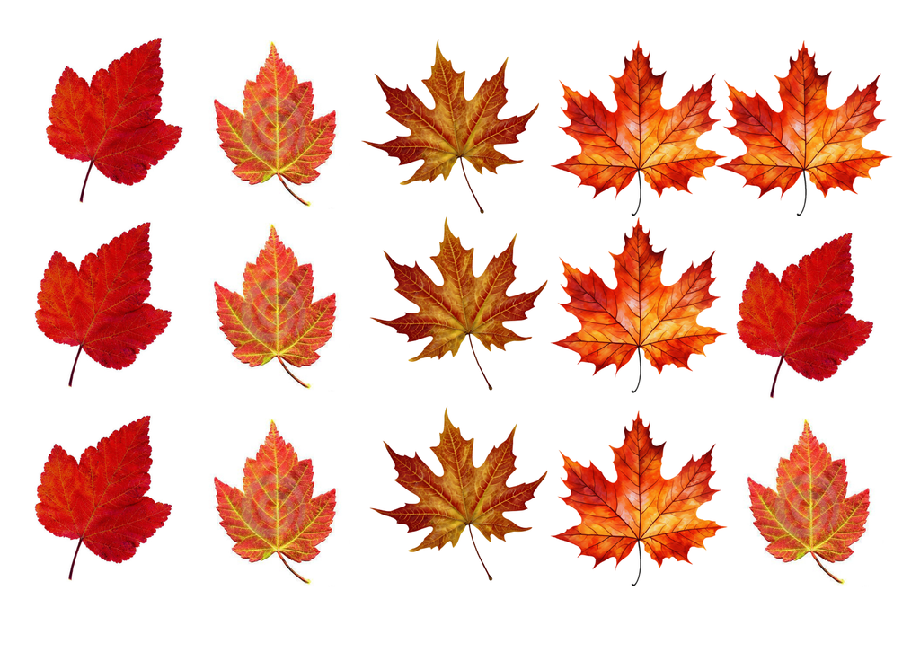 Edible A4 Icing Sheet - Leaves